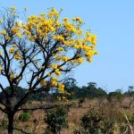 Dia Mundial da Água: Cerrado pode perder quase 34% dos fluxos dos rios até 2050