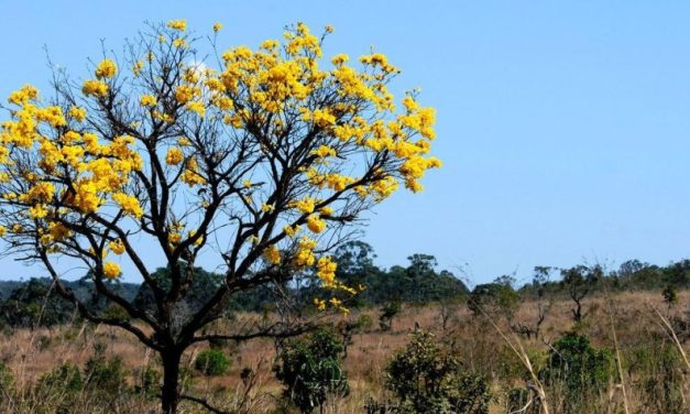 Dia Mundial da Água: Cerrado pode perder quase 34% dos fluxos dos rios até 2050
