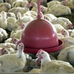 Minas alerta população para evitar gripe aviária; Estado ainda não tem casos