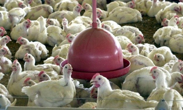 Brasil reforça ações de segurança para prevenir gripe aviária