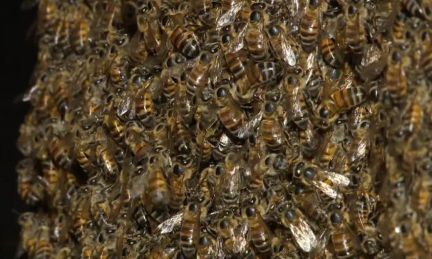 Trabalhador morre ao ser atacado por enxame de abelhas em Divinópolis; saiba como agir em casos assim