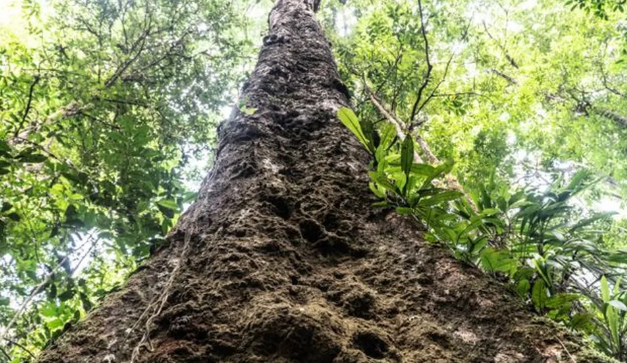 A recém-descoberta árvore mais alta da Amazônia que corre risco de desaparecer