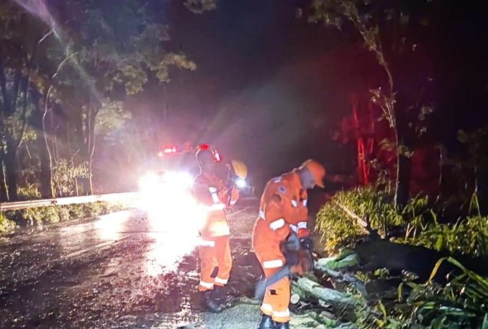 Bombeiros são acionados após árvore cair na BR-354, em Iguatama