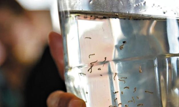 Chuvarada aumenta risco de novos casos de dengue em Minas
