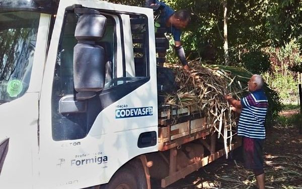 Usina de Passos doa três toneladas de mudas de cana-de-açúcar para produtor de Formiga
