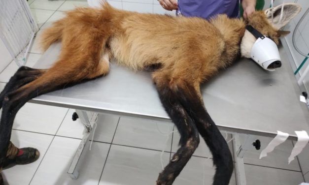 Corpo de Bombeiros resgata lobo-guará ferido embaixo de ponte na zona rural de Senador José Bento
