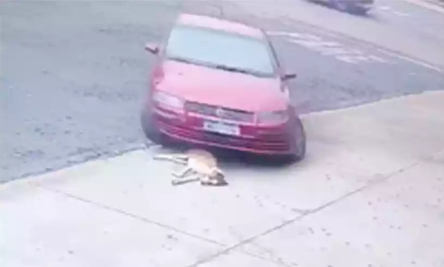Homem é preso após atropelar cão deitado em estacionamento