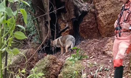 Cães farejadores ajudam a encontrar corpo de jovem desaparecido há três meses em Patos de Minas