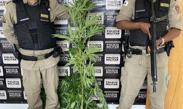 Homem é preso com 34 pés de maconha dentro de casa em MG