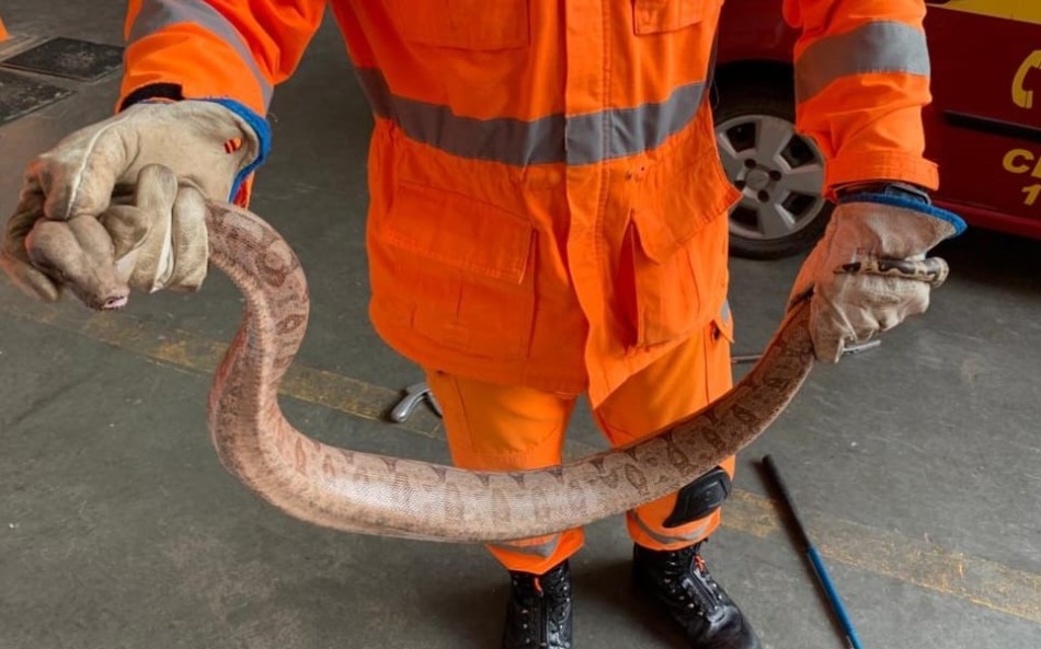 Serpente é capturada em condomínio às margens do Lago de Furnas