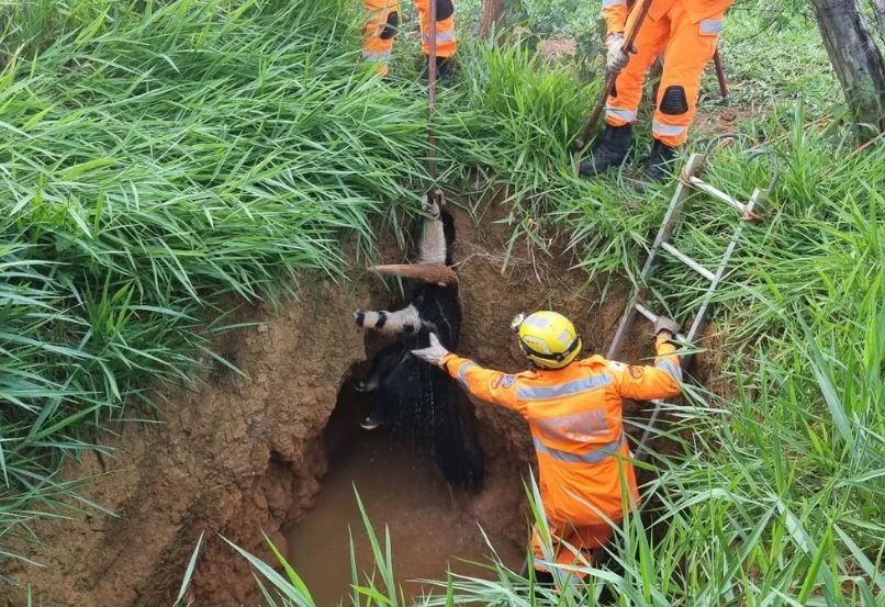 Tamanduá é resgatado após cair em buraco com água em Bom Despacho