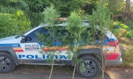 Polícia apreende pés de maconha na orla da lagoa em Pimenta