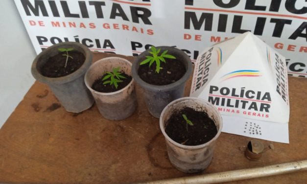 Polícia Militar prende suspeito de violência doméstica e apreende pés de maconha em Bambuí
