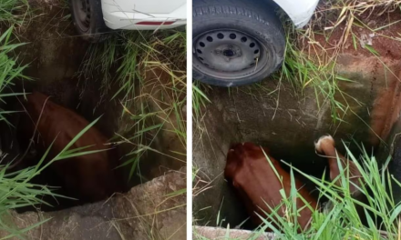 Em Minas, bombeiros tiram carro de buraco e encontram boi