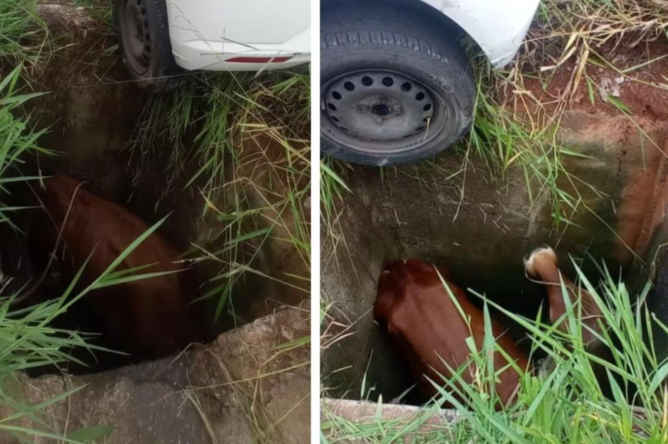 Em Minas, bombeiros tiram carro de buraco e encontram boi