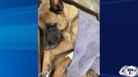 Cães com sinais de envenenamento são encontrados por moradores de Piumhi