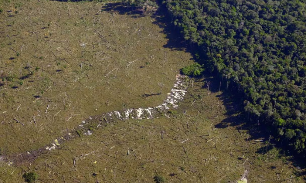 Alemanha firma acordo e irá doar 35 milhões de euros para Fundo Amazônia