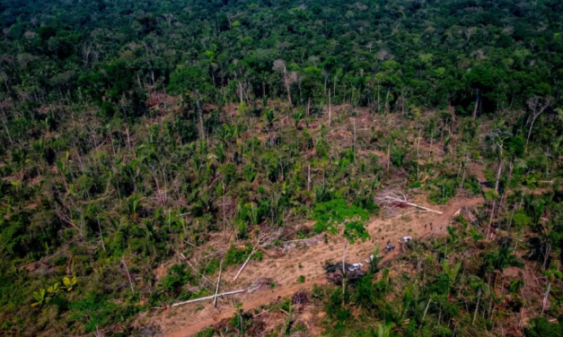 Cerrado registra mais que o dobro do desmatamento da Amazônia em janeiro