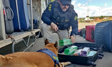 PRF prende passageira de ônibus que transportava 15 quilos de maconha na Fernão Dias