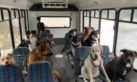 Casal realiza excursão de ônibus para cães e vídeo viraliza na web