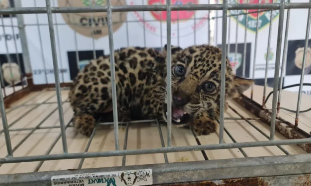Polícia resgata filhote de onça-pintada que seria vendida por caçador