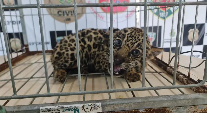 Polícia resgata filhote de onça-pintada que seria vendida por caçador