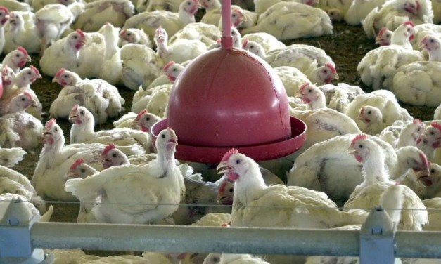 Emater vai orientar produtores rurais de Minas sobre influenza aviária