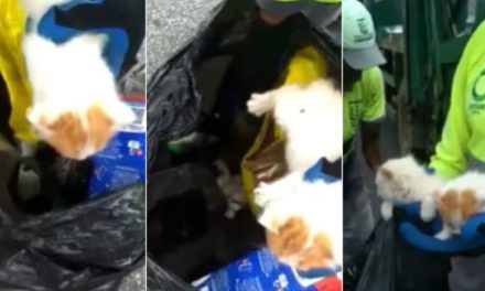 Gari adota gatinhos após encontrá-los em saco de lixo em Contagem