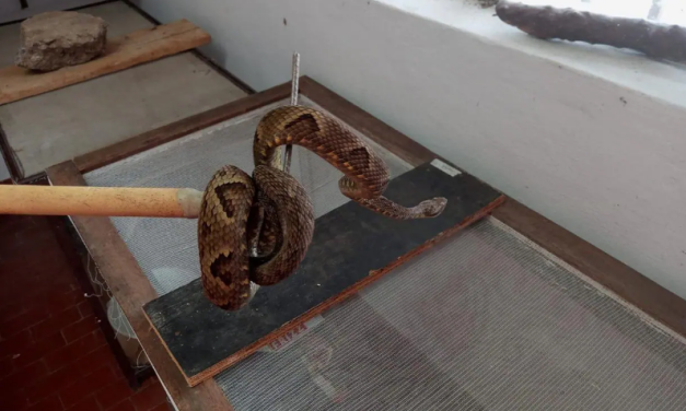 Jararaca de 1,5m é encontrada em universidade de Minas