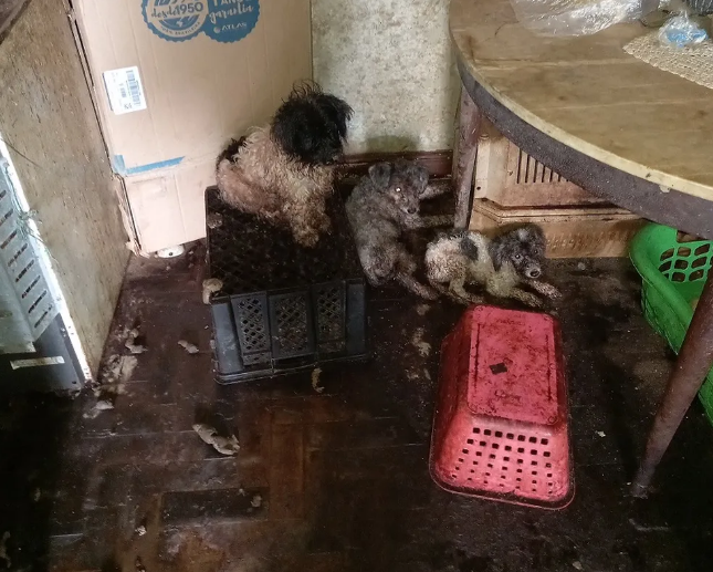 Idosa é presa em flagrante por maus-tratos a animais; um cachorro caiu do 10° andar
