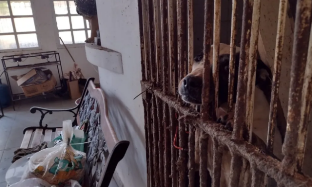 Mulher é presa após polícia resgatar mais de 300 cachorros mantidos em situação de maus-tratos