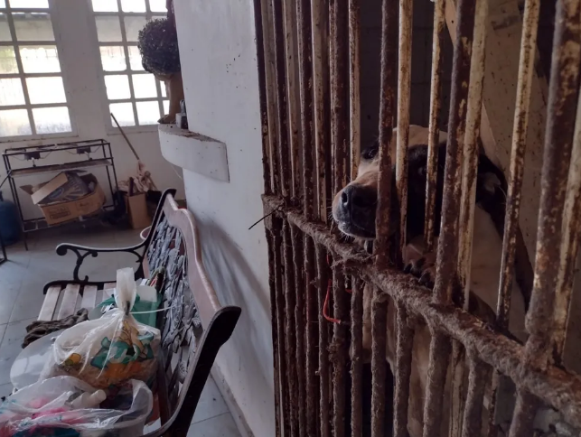 Mulher é presa após polícia resgatar mais de 300 cachorros mantidos em situação de maus-tratos