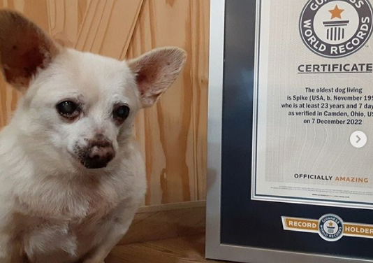 Abandonado idoso, Chihuahua de 23 anos recebe título de cachorro mais velho do mundo