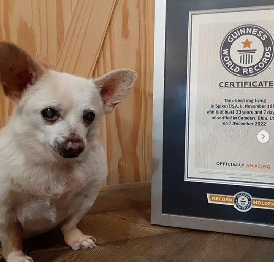 Abandonado idoso, Chihuahua de 23 anos recebe título de cachorro mais velho do mundo