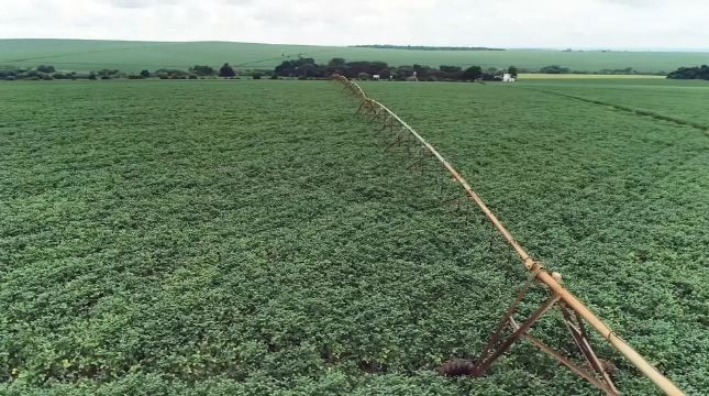 Chuvas trazem otimismo para muitas atividades no campo