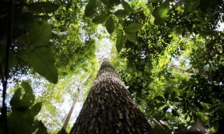 Bosque do Amanhã: ação mobiliza estudantes de municípios mineiros para plantio de 6 mil mudas de árvores