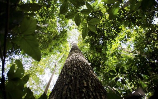 Bosque do Amanhã: ação mobiliza estudantes de municípios mineiros para plantio de 6 mil mudas de árvores