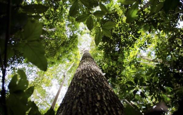 Alertas de desmatamento na Amazônia caem 68% em abril