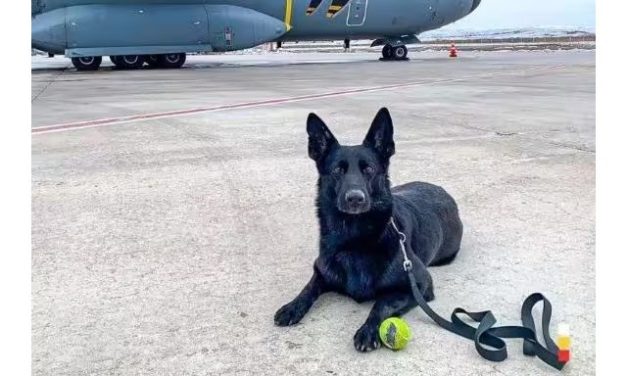 Cachorra brasileira, que atuou em Brumadinho, salvou 4 pessoas na Turquia