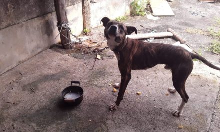 Jovem é preso após maus-tratos a cão no bairro Cidade Nova, em Formiga