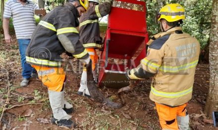 Bombeiros capturam jiboia machucada em fazenda, próximo a BR-262