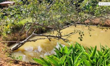 Menino de 8 anos cai de pé de goiaba em lago, afoga e morre
