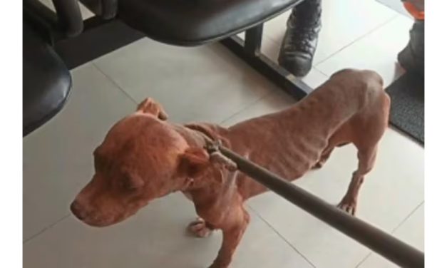 Pit bull mata outros cães para sobreviver após abandono no Sul de MG