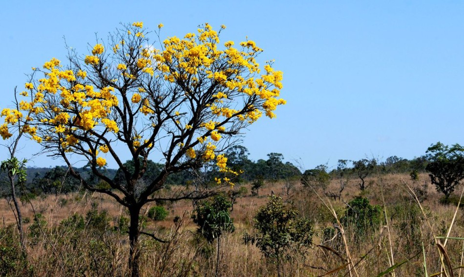 Cerca de 80% do desmatamento no Cerrado de MT foi feito ilegalmente