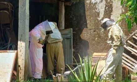 Ataque de abelhas em Lagoa da Prata mata cão e deixa feridos