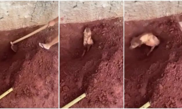 Idosa enterra cachorro vivo por se incomodar com latidos e é presa em MG