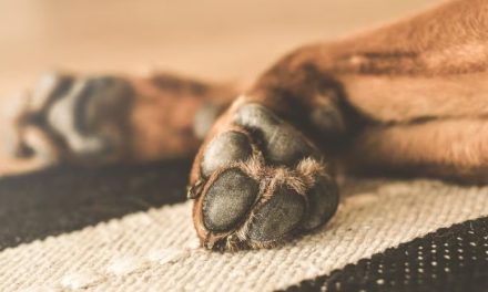 Tutora leva cachorro para banho e tosa em pet shop e recebe o animal morto