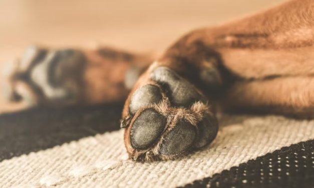 Homem é indiciado por espancar cão da raça pinscher em Minas; namorada filmou agressões