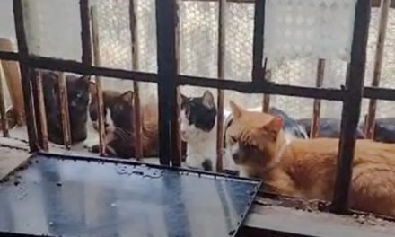 Trinta e cinco gatos e um cão são resgatados em situação de maus-tratos em MG; um casal foi preso