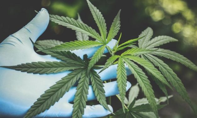 Venda nas farmácias de produtos à base de cannabis cresce 342,3%